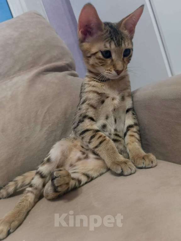 Кошки в Москве: Саванна SBT F5 Девочка, 60 000 руб. - фото 2