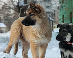 Собаки в Раменском: Пушистая красавица Селестия (Леся) Девочка, 500 руб. - фото 2