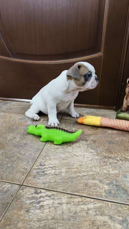 Собаки в Белореченске: Французский бульдог Девочка, Бесплатно - фото 5