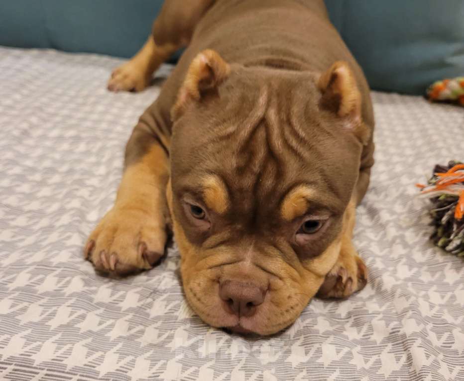 Собаки в Санкт-Петербурге: Щенок Американский Булли Девочка, Бесплатно - фото 1