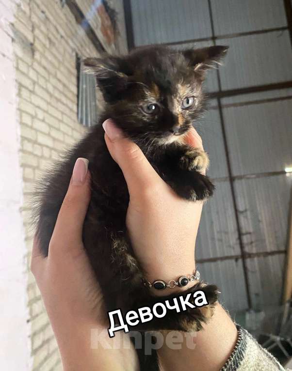Кошки в других городах Московской области: Пушистики в добрые руки! Мальчик, Бесплатно - фото 1