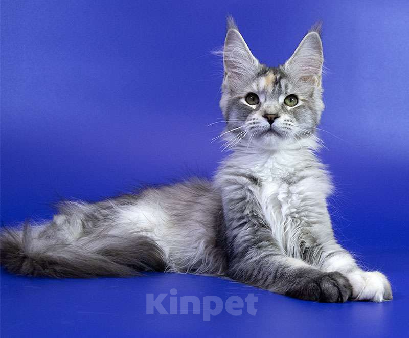 Кошки в Москве: Котенок мейн кун Девочка, Бесплатно - фото 2