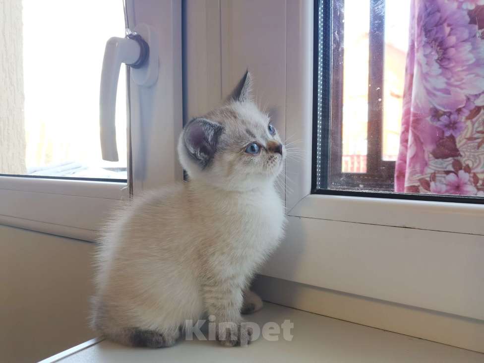 Кошки в Москве: Шотландские Прямоухие Девочки и мальчики  Девочка, 120 000 руб. - фото 3