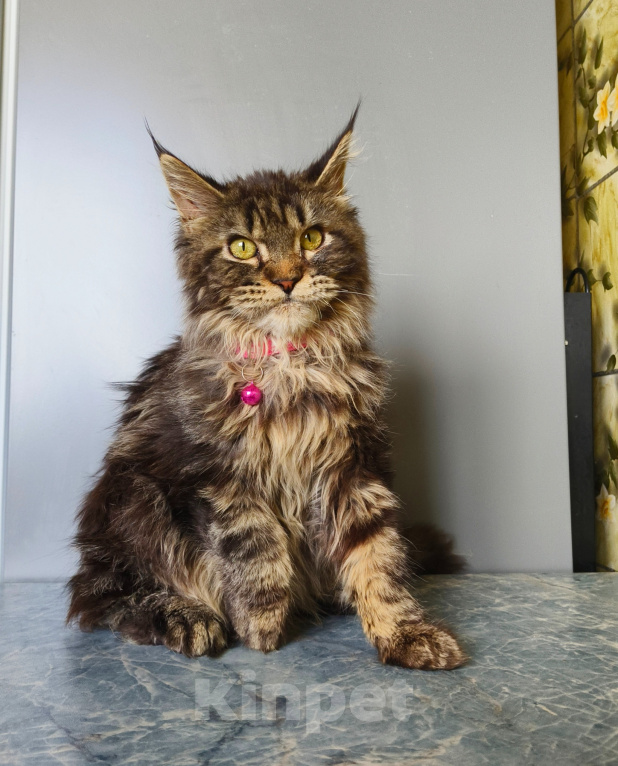 Кошки в Москве: Котёнок Мейн-кун Девочка Девочка, 45 000 руб. - фото 3