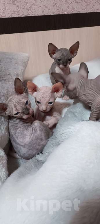 Кошки в Москве: Канадский сфинкс Девочка, 22 000 руб. - фото 3