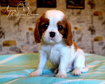 Собаки в Череповце: Щенок Кавалер Кинг Чарльз Спаниеля Мальчик, 150 000 руб. - фото 1