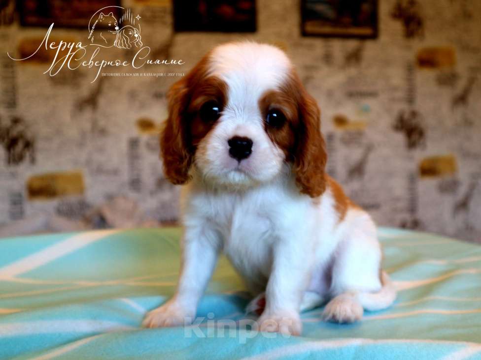 Собаки в Череповце: Щенок Кавалер Кинг Чарльз Спаниеля Мальчик, 150 000 руб. - фото 1