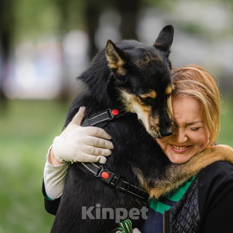 Собаки в Москве: Ласковый и волевой обнимака Чейз не может без человека, слишком для него это тяжело... Мальчик, Бесплатно - фото 4