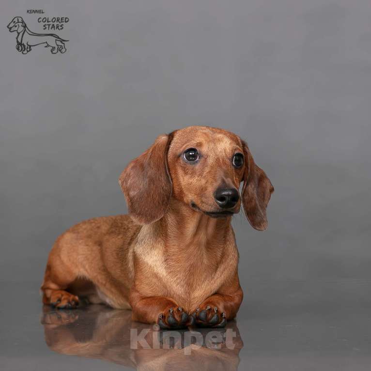 Собаки в Королеве: Миниатюрные мальчики в прекрасном экстерьере.  Мальчик, 55 000 руб. - фото 9