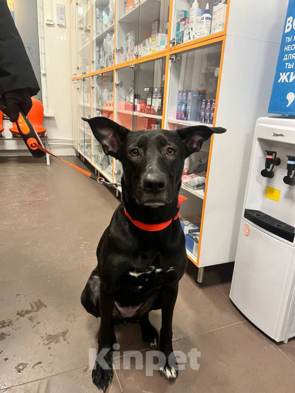 Собаки в Мурином: СРОЧНО взрослая СОБАЧЕНЬКА Девочка, Бесплатно - фото 1