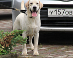 Собаки в Хабаровске: Лабрадор ретривер  Мальчик, 80 000 руб. - фото 5