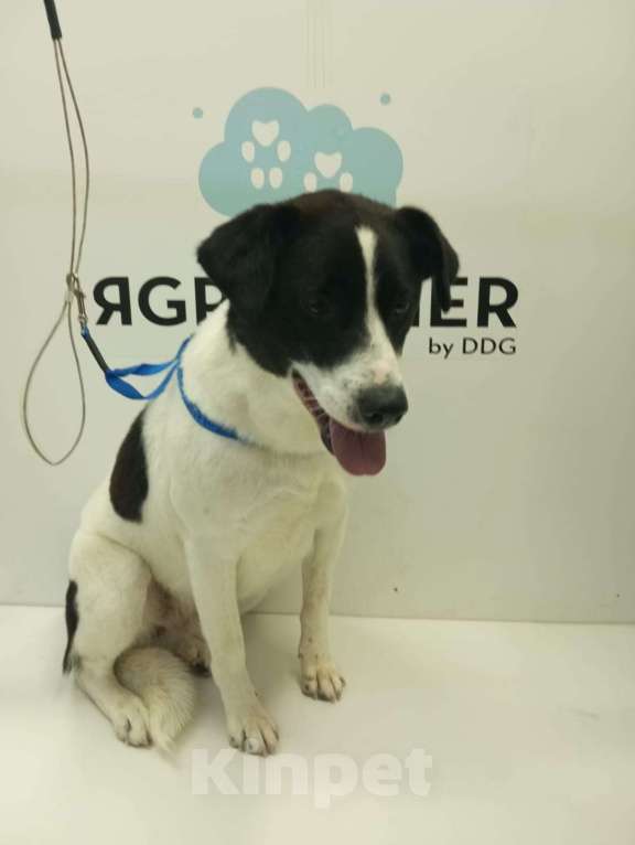 Собаки в Санкт-Петербурге: Отдам собаку бесплатно Девочка, Бесплатно - фото 3