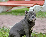 Собаки в Курске: Булли девочка голубая Девочка, 150 000 руб. - фото 3