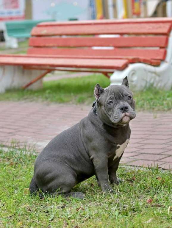 Собаки в Курске: Булли девочка голубая Девочка, 150 000 руб. - фото 3