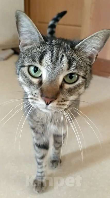 Кошки в Санкт-Петербурге: Маняша из приюта в добрые руки Девочка, Бесплатно - фото 9