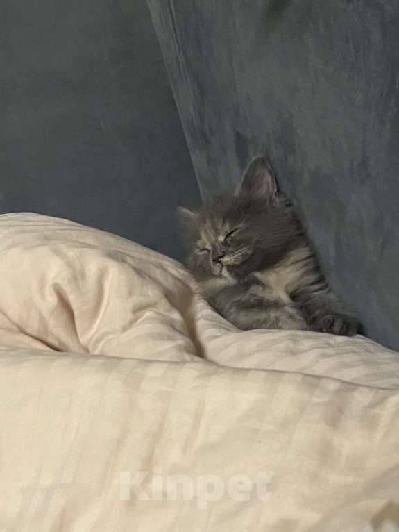Кошки в Кемерово: котенок мейн кун Девочка, Бесплатно - фото 3