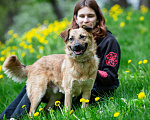 Собаки в Москве: Домашний пёсик в добрые руки Мальчик, Бесплатно - фото 5