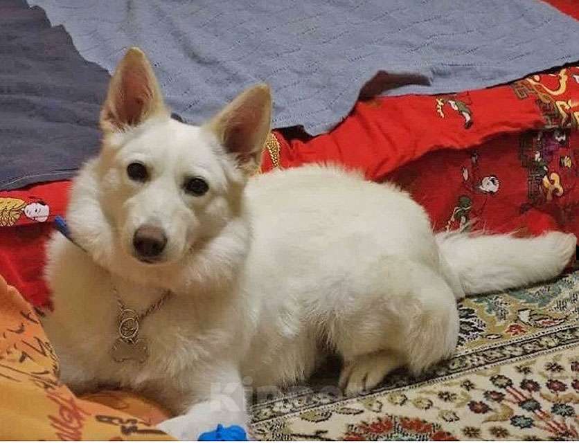 Собаки в Москве: В добрые руки Чиффа, собака, о которой мечтают, но редко находят Девочка, 10 руб. - фото 4