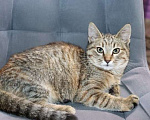 Кошки в Москве: Кристи ищет семью Девочка, Бесплатно - фото 2