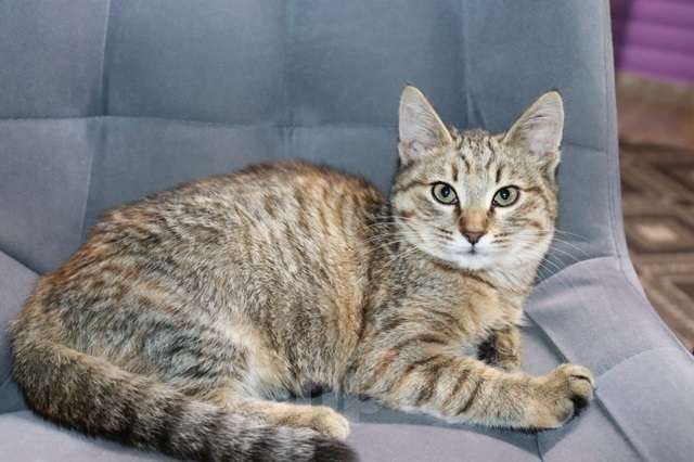 Кошки в Москве: Кристи ищет семью Девочка, Бесплатно - фото 2