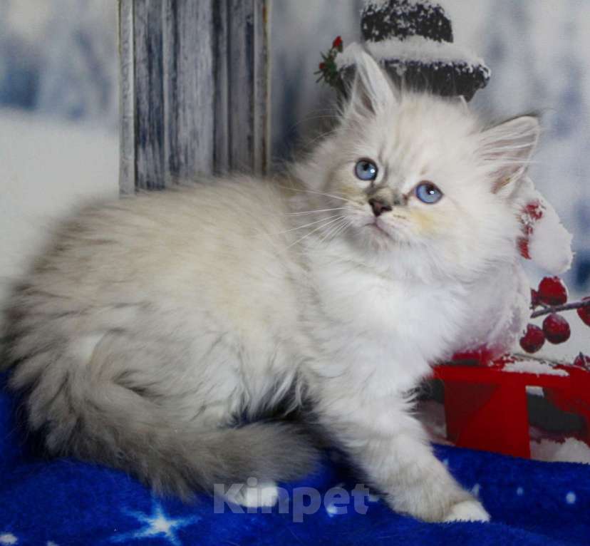 Кошки в Кирове: Шикарный котик Мальчик, 35 000 руб. - фото 3