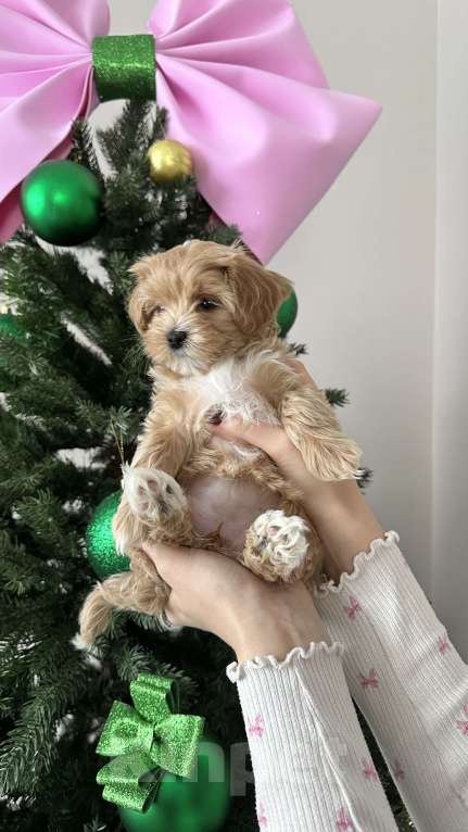 Собаки в других городах Краснодарского края: Мальтипу f1 мини девочка  Девочка, 170 000 руб. - фото 2