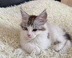 Кошки в Санкт-Петербурге: Котенок Мейн-Кун  Девочка, 10 000 руб. - фото 1
