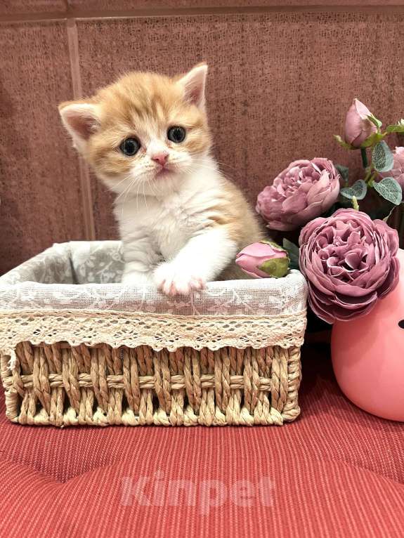 Кошки в других городах Московской области: Шотландский котенок Мальчик, 30 000 руб. - фото 4