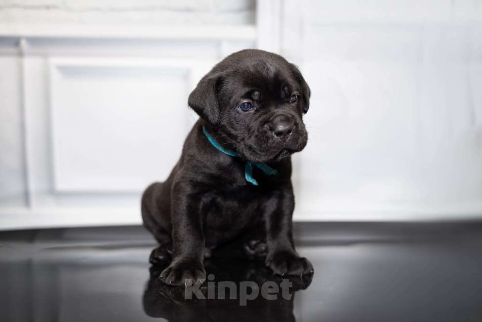 Собаки в Ярославле: Кане корсо шикарный черный  мальчик  Мальчик, 100 000 руб. - фото 2