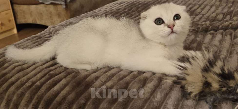 Кошки в Москве: Шотладский вислоухий котенок. Мальчик в эксклюзивной шикарной шубке. Скотишь фолд  Мальчик, 25 000 руб. - фото 3
