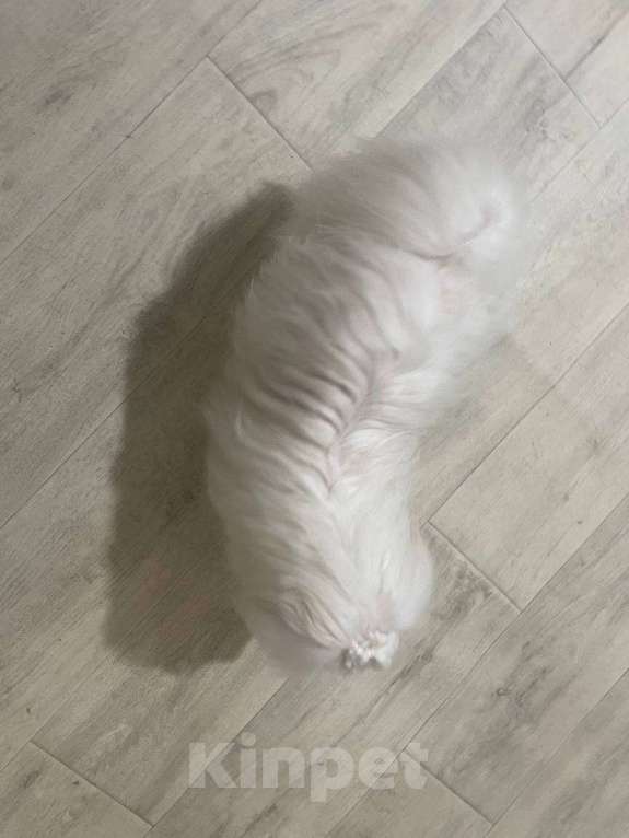 Собаки в Тюмени: Щенок мальтезе Мальчик, 50 000 руб. - фото 4