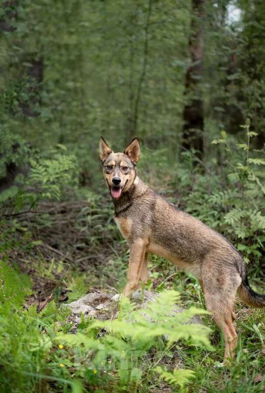 Собаки в Москве: Флеш - собака, заряженная солнцем Мальчик, Бесплатно - фото 6