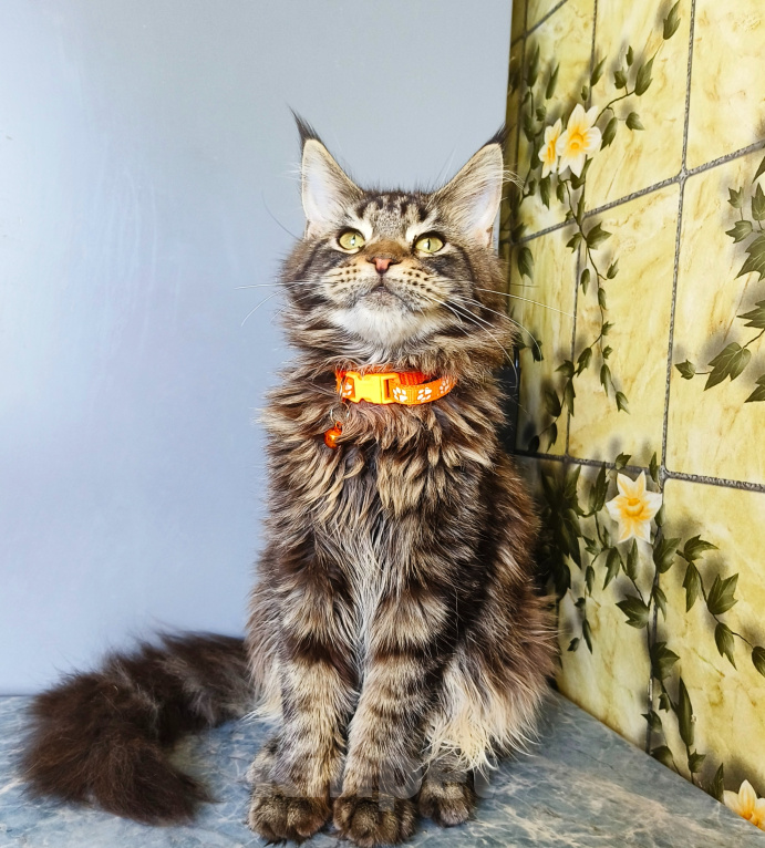 Кошки в Москве: Котенок Мейн-Кун Девочка Девочка, 40 000 руб. - фото 4