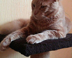 Кошки в Краснодаре: Вязка титулованный Мейн-Кун, 6 000 руб. - фото 3