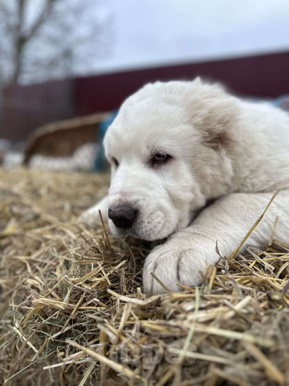 Собаки в других городах Московской области:  Щенок Алабайчик от титулованных родителей Девочка, 70 000 руб. - фото 4