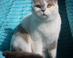 Кошки в Магнитогорске: Ofelia Marshmallow  Девочка, 5 000 руб. - фото 3