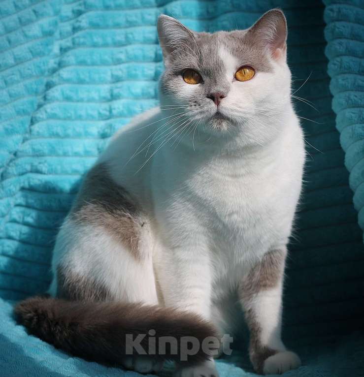 Кошки в Магнитогорске: Ofelia Marshmallow  Девочка, Бесплатно - фото 3