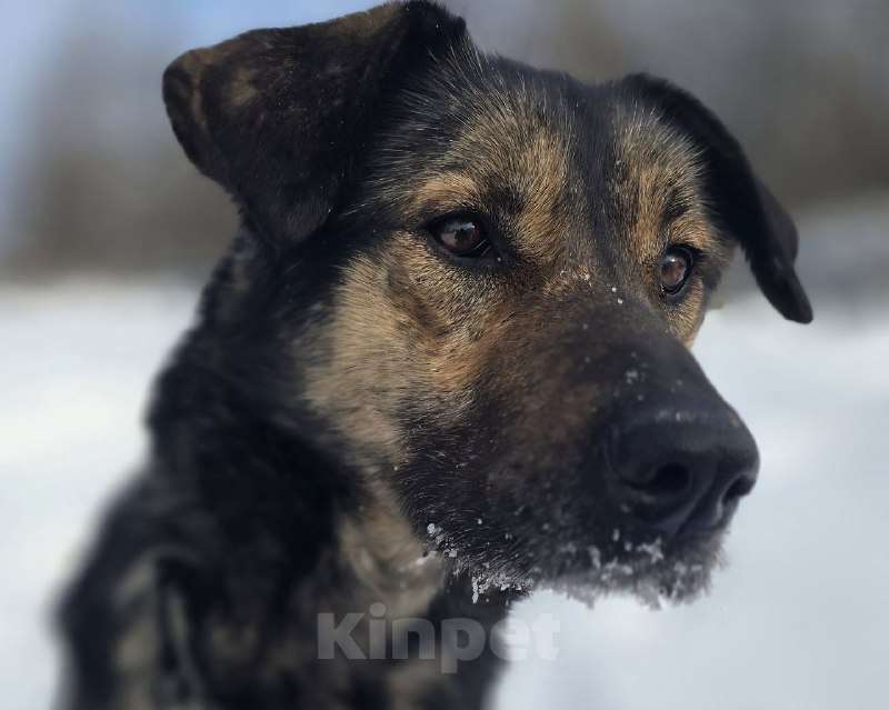Собаки в Королеве: Малышка Кафа ищет дом и любящуюсемью Девочка, Бесплатно - фото 2
