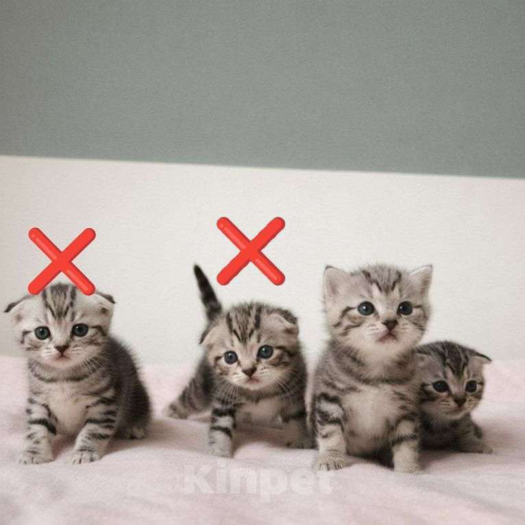 Кошки в Йошкаре-Оле: Шотландские короткошёрстные вислоухие котята Мальчик, 7 000 руб. - фото 1