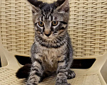 Кошки в Кисловодске: Котик Мальчик, 10 000 руб. - фото 2