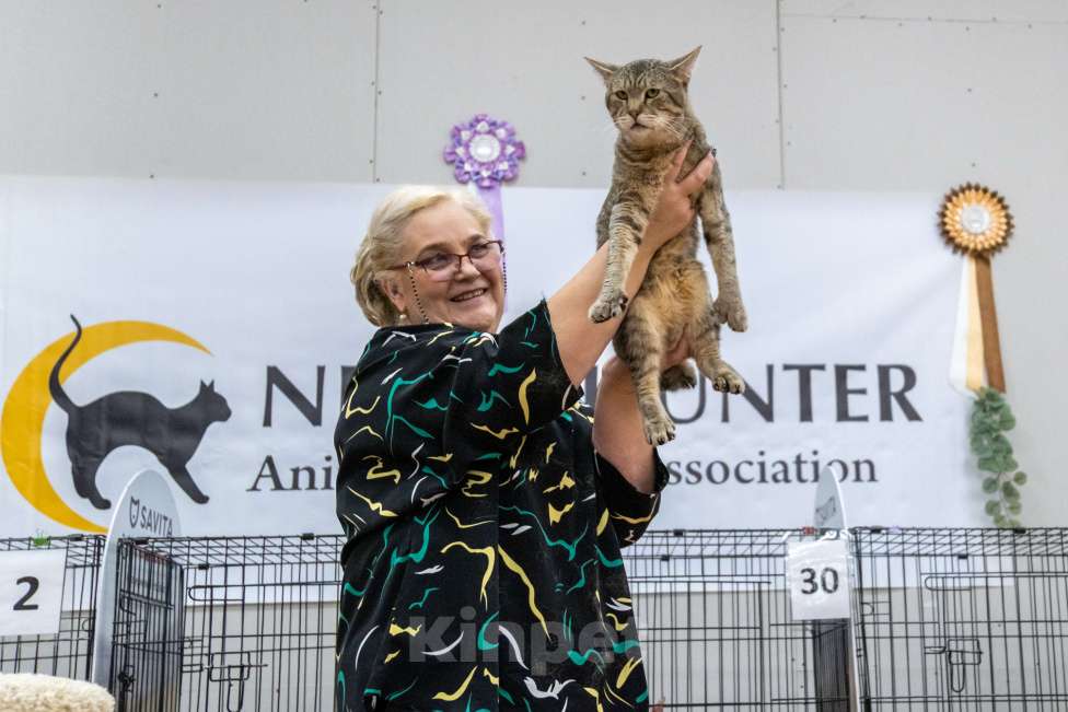 Кошки в Москве: Пиксибоб котята Мальчик, 50 000 руб. - фото 7