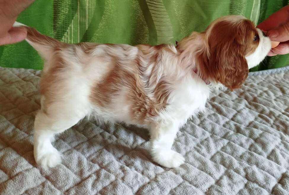 Собаки в Иваново: Девочка, бленхейм, невероятной красоты. Девочка, Бесплатно - фото 5