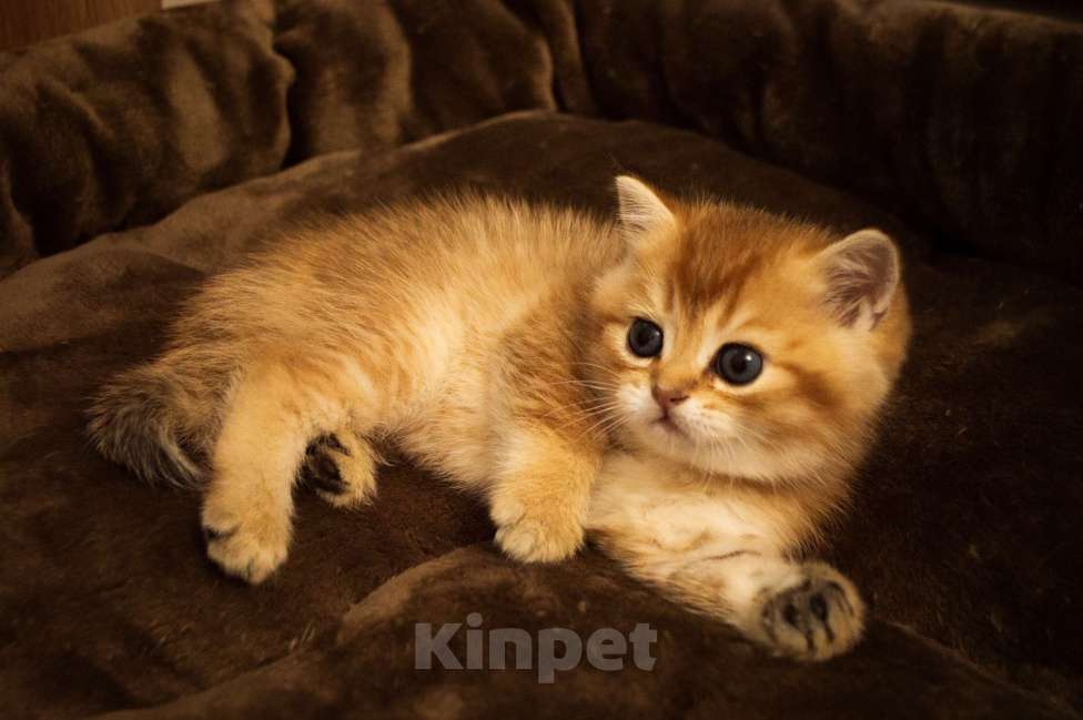 Кошки в Липецке: Шотландец 1 Мальчик, 18 000 руб. - фото 4