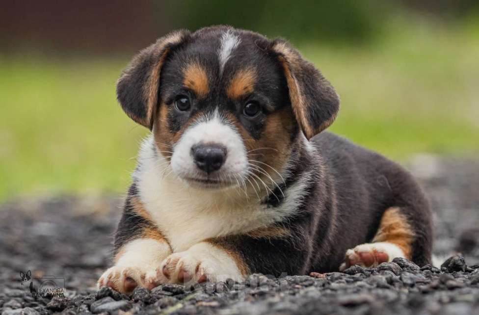 Собаки в Москве: Барон Мальчик, 50 000 руб. - фото 8