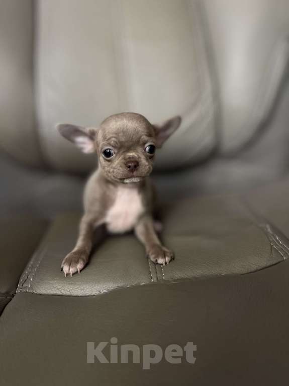 Собаки в Люберцах: Чихуахуа щенок Мальчик, 67 000 руб. - фото 3