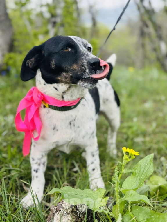 Собаки в Новороссийске: Веснушка ищет дом Девочка, 99 руб. - фото 5