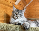 Кошки в Москве: Котёнок Мейн-кун, девочка Девочка, 35 000 руб. - фото 2