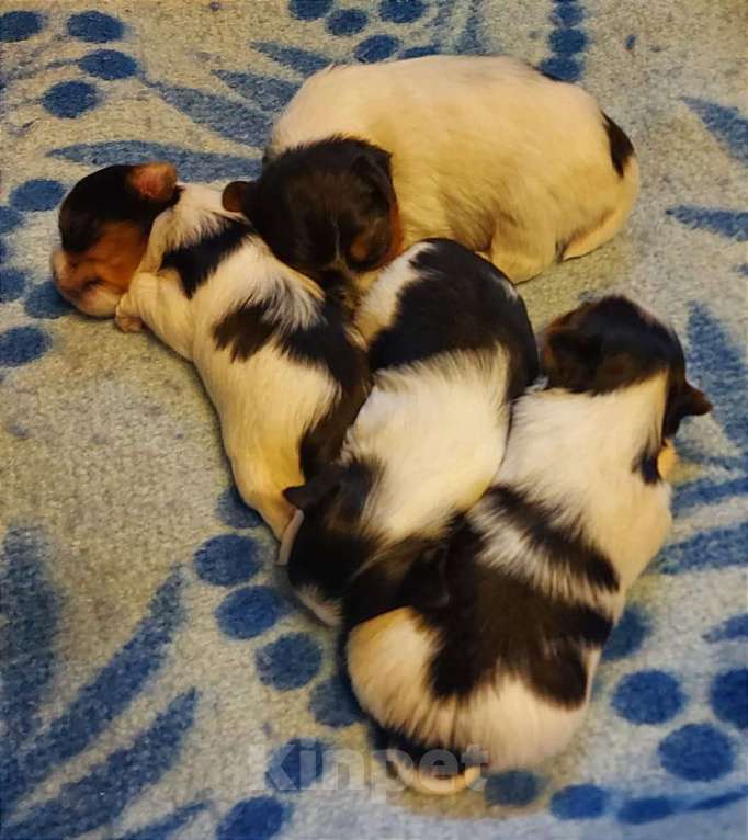 Собаки в Наро-Фоминске: Щенки Бивер-Йорка Мальчик, 55 000 руб. - фото 2