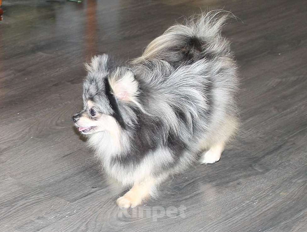 Собаки в Москве: Померанский мальчик шпиц Мальчик, 43 000 руб. - фото 1