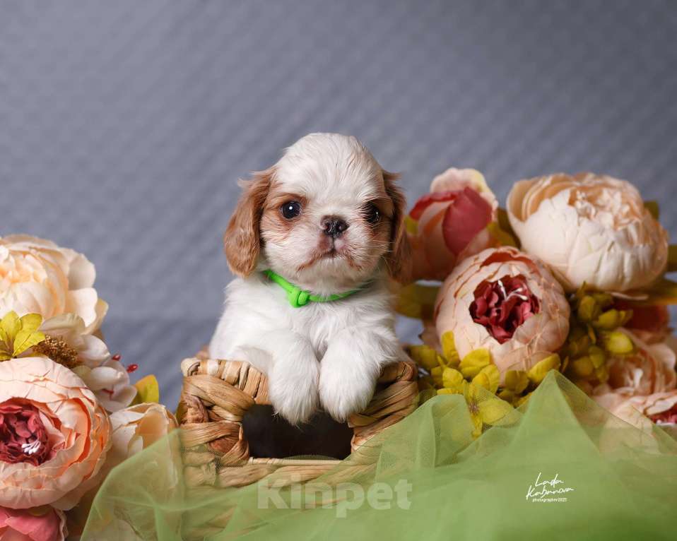 Собаки в Набережных Челнах: КИНГ ЧАРЛЬЗ СПАНИЕЛИ щенки Мальчик, 50 000 руб. - фото 3